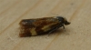 Aethes tesserana 