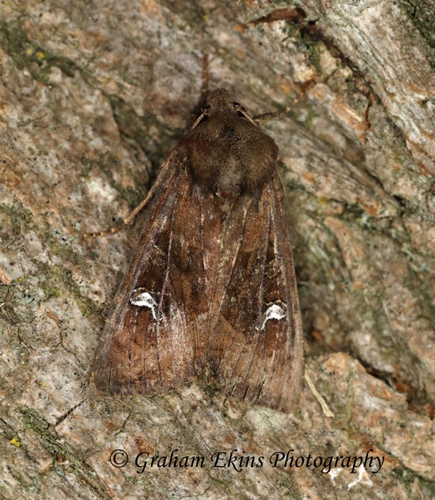 Crescent  Helotropha leucostigma  2 Copyright: Graham Ekins