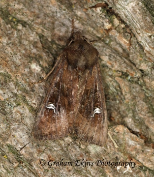 Crescent  Helotropha leucostigma  2 Copyright: Graham Ekins