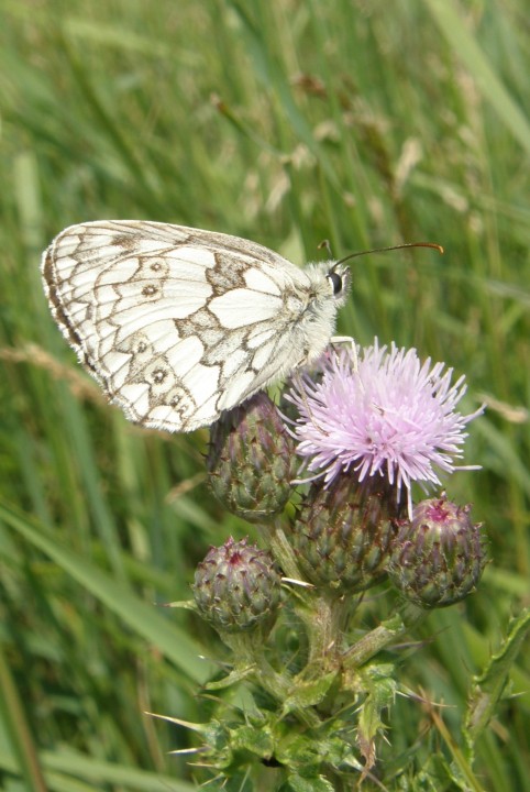 Marbled white on thistle Copyright: Sue Grayston