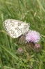 Marbled white on thistle Copyright: Sue Grayston