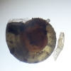 Trochulus hispidus (hairs visible) 