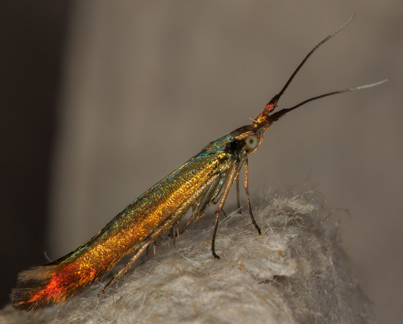 Coleophora deauratella 24-06-2022 Copyright: Bill Crooks