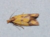 Agapeta zoegana Copyright: Peter Furze