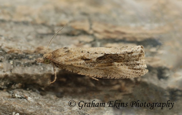 Endothenia quadrimaculana GD Copyright: Graham Ekins