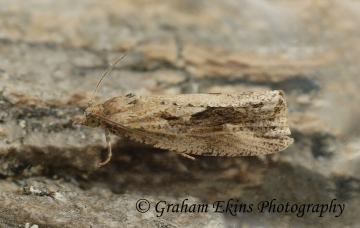 Endothenia quadrimaculana GD Copyright: Graham Ekins