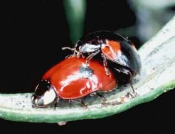 Adalia bipunctata Copyright: Paul Mabbott