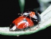 Adalia bipunctata