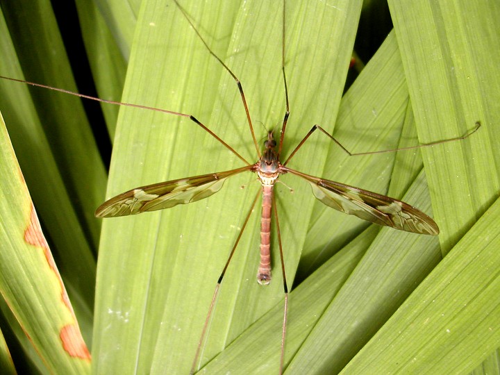 Tipula maxima Copyright: Robin Barfoot