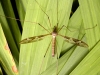 Tipula maxima Copyright: Robin Barfoot