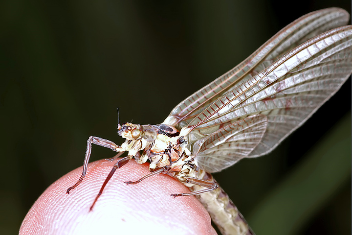 Ephemeroptera sp - 2 (16 May 2011) Copyright: Leslie Butler