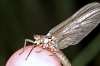 Ephemeroptera sp - 2 (16 May 2011) 