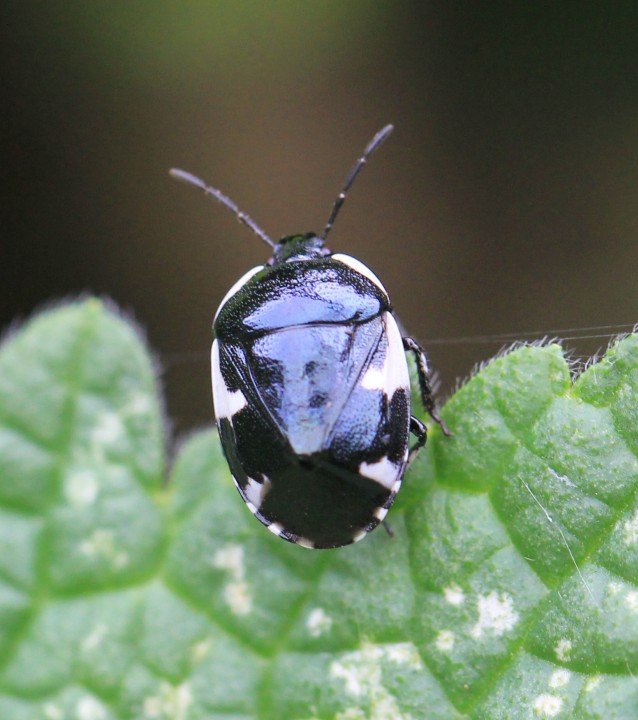 Tritomegas sexmaculatus Copyright: Yvonne Couch