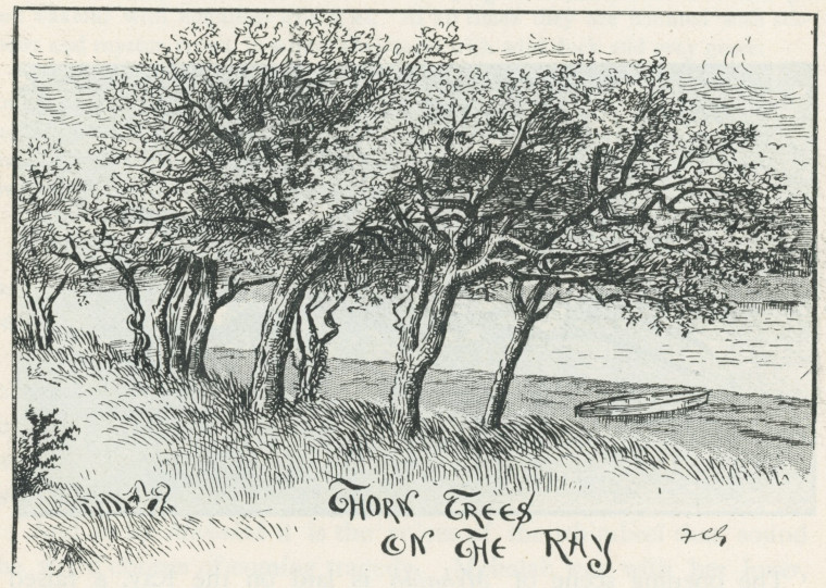 The Ray Thorn Trees Essex Review 1894 Copyright: Essex Review 1894
