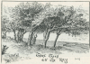 The Ray Thorn Trees Essex Review 1894 