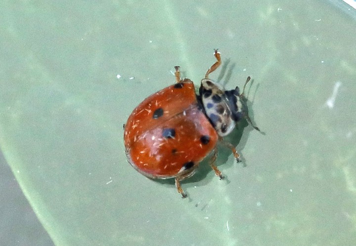 Adalia decempunctata (10-Spot Ladybird) 2 Copyright: Graham Ekins