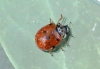 Adalia decempunctata (10-Spot Ladybird) 2 