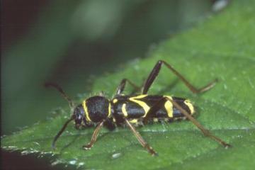 Clytus arietis Copyright: Peter Harvey