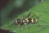 Clytus arietis Copyright: Peter Harvey