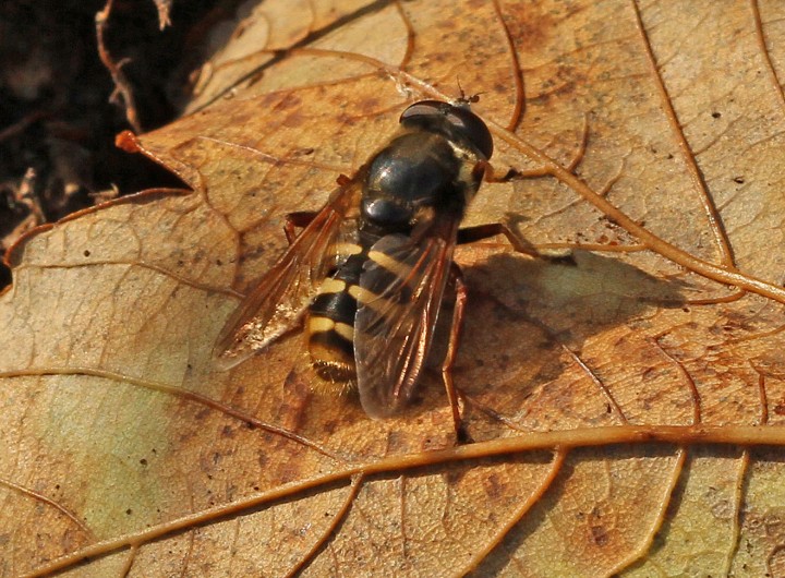 Sericomyia silentis 2 Copyright: Graham Ekins