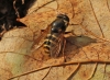 Sericomyia silentis 2 Copyright: Graham Ekins