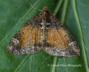 Common Marbled Carpet (Dysstroma truncata) Copyright: Graham Ekins