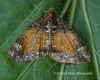 Common Marbled Carpet (Dysstroma truncata)