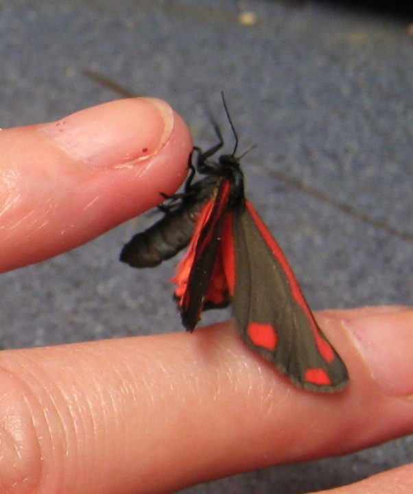 cinnabar adult Copyright: Kim Prowse