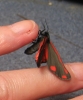 cinnabar adult