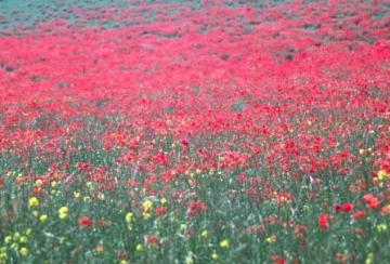 Poppies in field Copyright: Peter Harvey
