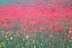 Poppies in field 