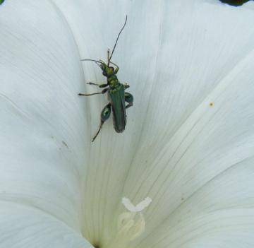 Oedemera nobilis - male Copyright: Martyn Everett