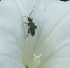 Oedemera nobilis - male Copyright: Martyn Everett