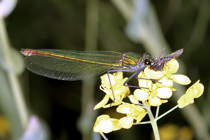 Calopteryx splendens - female (16 May 11) Copyright: Leslie Butler