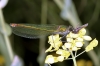 Calopteryx splendens - female (16 May 11) 