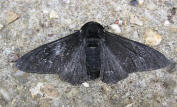 Peppered Moth Carbonaria. Copyright: Stephen Rolls