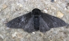 Peppered Moth Carbonaria. Copyright: Stephen Rolls