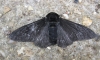 Peppered Moth Carbonaria.