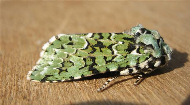 Merveille du Jour Copyright: Stephen Rolls