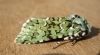 Merveille du Jour 