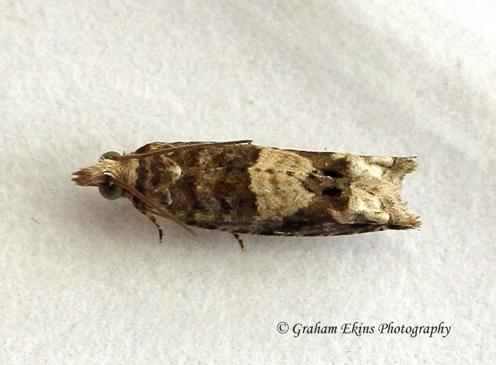 Epinotia demarniana  2 Copyright: Graham Ekins