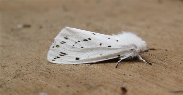 White Ermine 2 Copyright: Stephen Rolls
