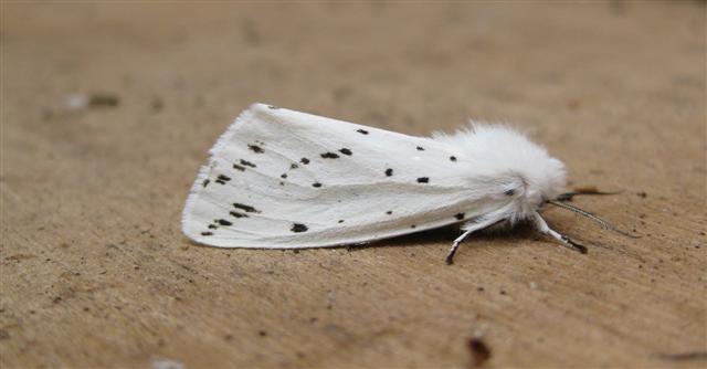 White Ermine 2 Copyright: Stephen Rolls