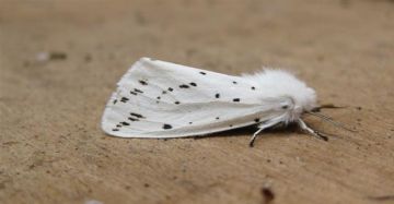 White Ermine 2 Copyright: Stephen Rolls