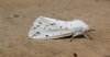 White Ermine 2 Copyright: Stephen Rolls