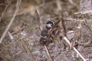 Odynerus simillimus Copyright: Peter Harvey