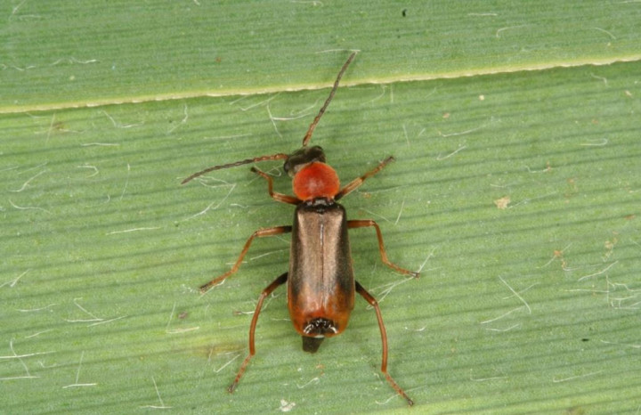 Cerapheles terminatus male Copyright: Peter Harvey