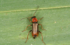 Cerapheles terminatus male