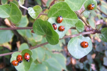 7-Spots sunning on ivy Copyright: Peter Pearson