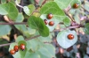 7-Spots sunning on ivy